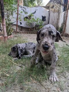 Imported bloodline great dane