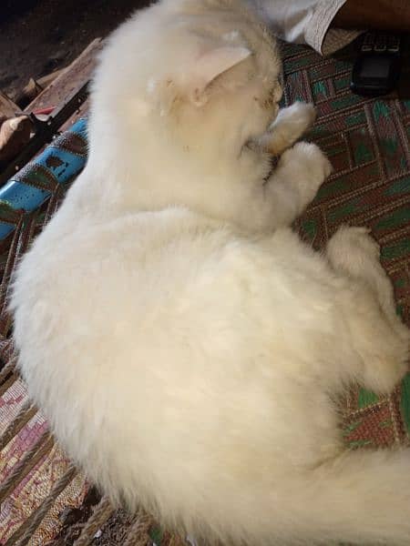 persian cat for sale 1