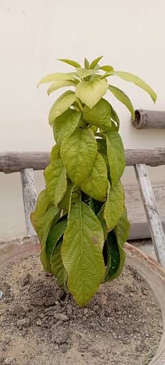 Avocado Plants