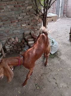 bakri