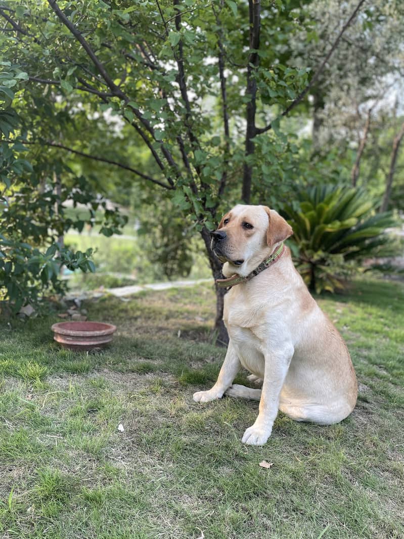 American Labrador Male 3