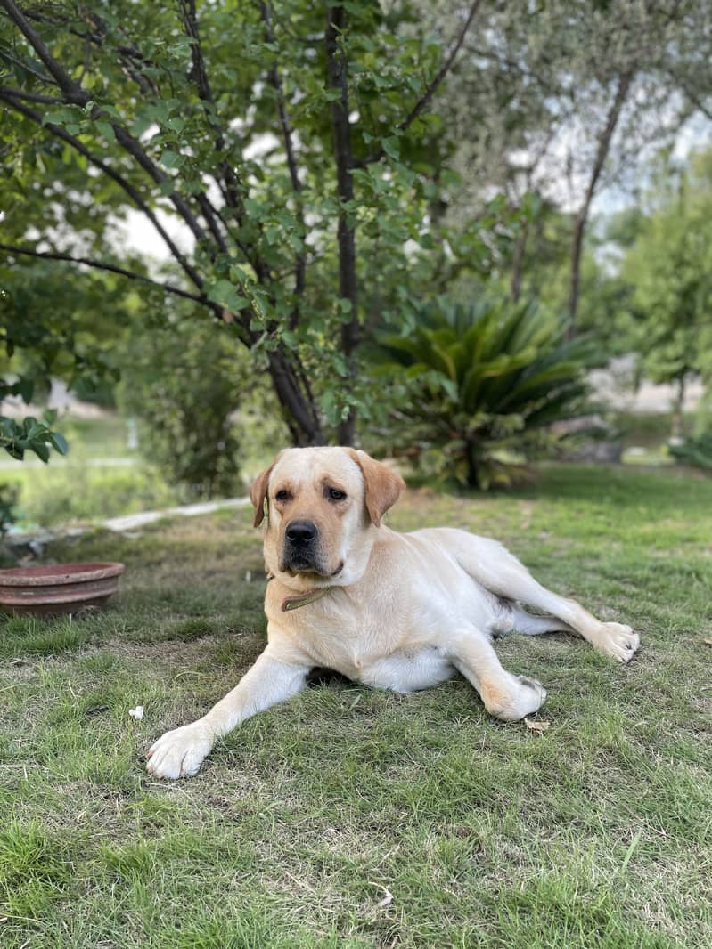 American Labrador Male 5