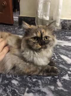 Persian triple coat grey cat for sale