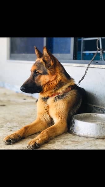 German Shapherd guard dog for sale 1