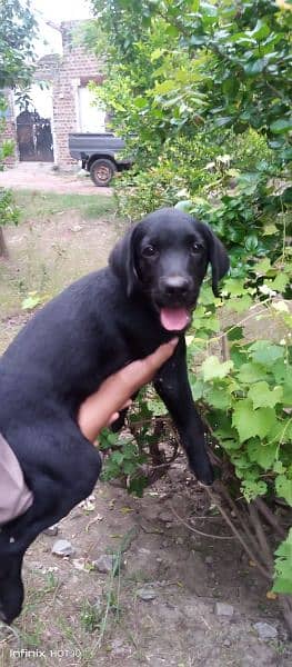 Labrador male puppy 0