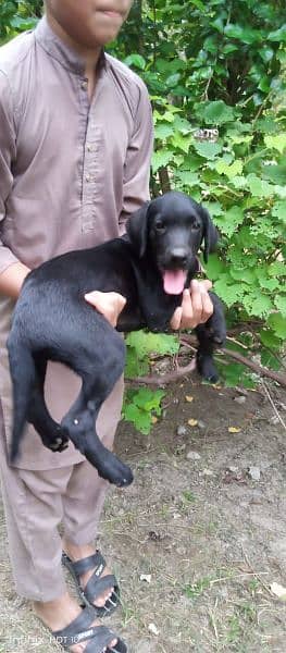 Labrador male puppy 1