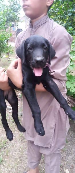 Labrador male puppy 2