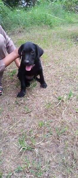 Labrador male puppy 3