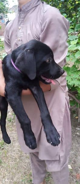 Labrador male puppy 4