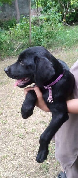 Labrador male puppy 5