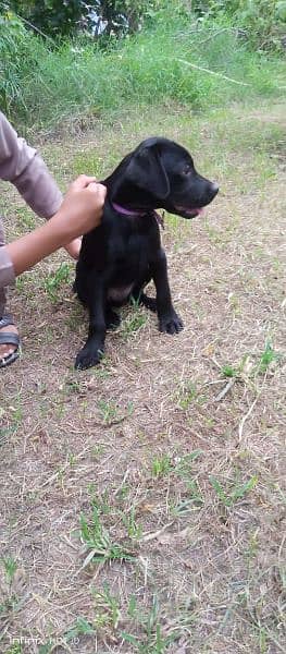 Labrador male puppy 6