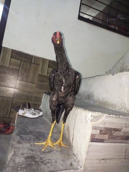 Pako cook and Pakistani Hen pair 0