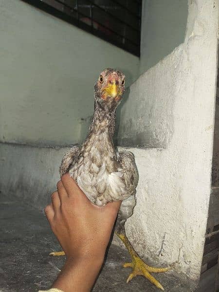 Pako cook and Pakistani Hen pair 6