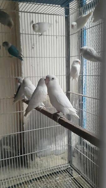 Albino red eye, parblue/ino, parblue pastelino, Albino split red 3