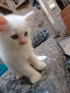 Persian cat pair grey or blue eyes colour vaccinated 50 days old