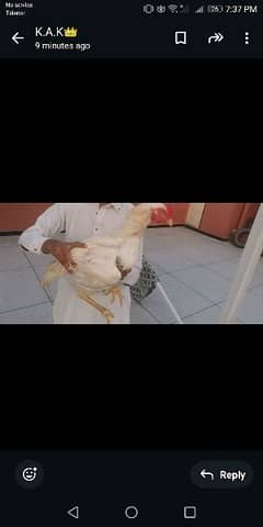 pure paper white sindhi breeder