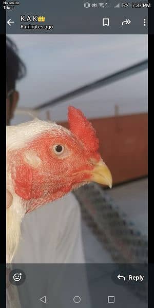 pure paper white sindhi breeder 2