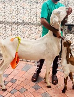 Rajanpuri Cross Bakri with Male