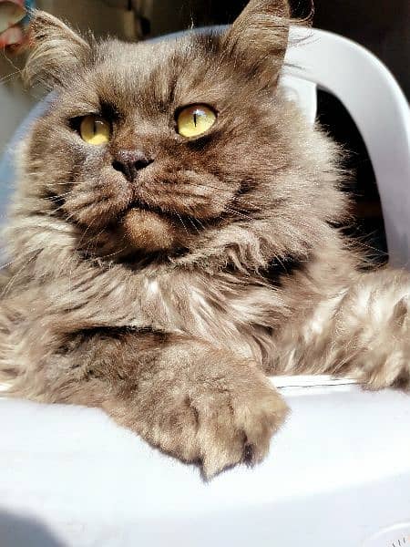 Persian Grey Male cat for sale 1