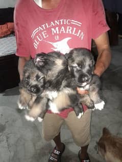 husky and germanshard puppy for sale 0