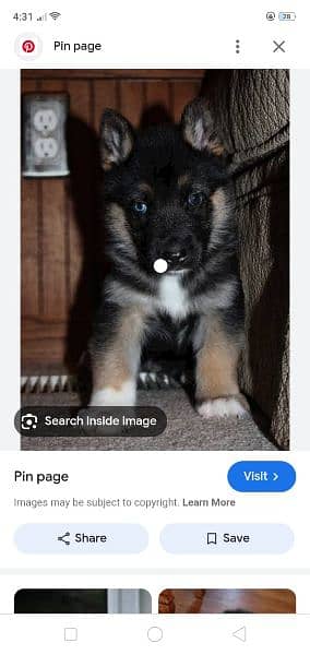 husky and germanshard puppy for sale 2