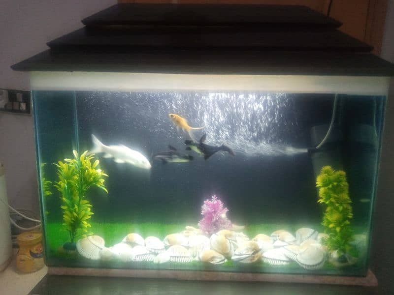 aquarium for sale 1