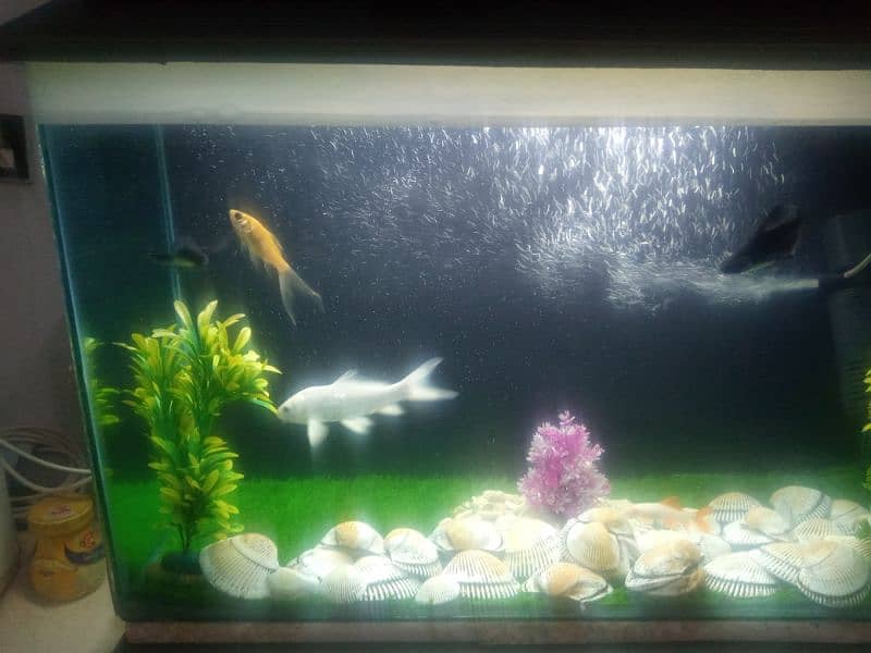 aquarium for sale 3