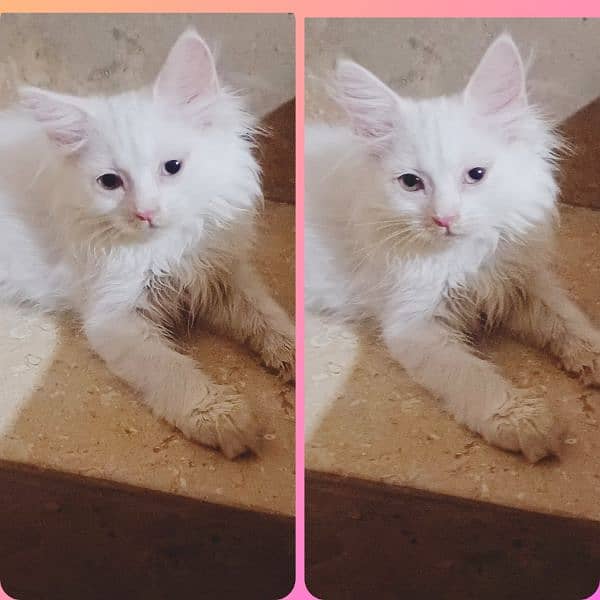 pure white persian kittens availble 7