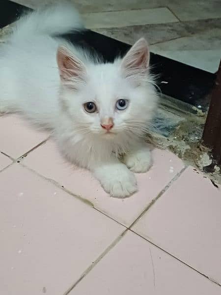 pure white persian kittens availble 8