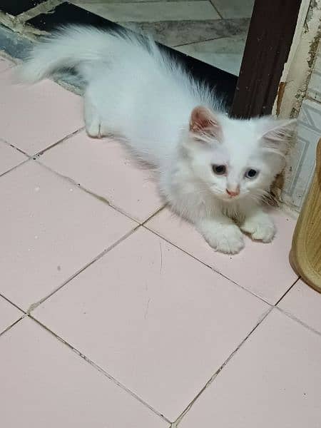 pure white persian kittens availble 10