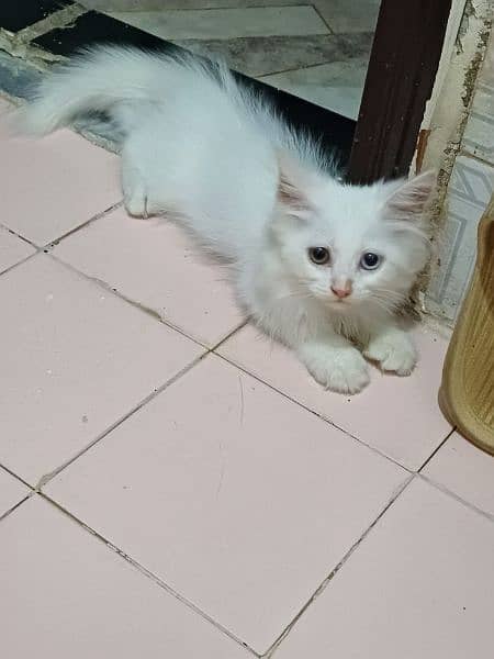 pure white persian kittens availble 11