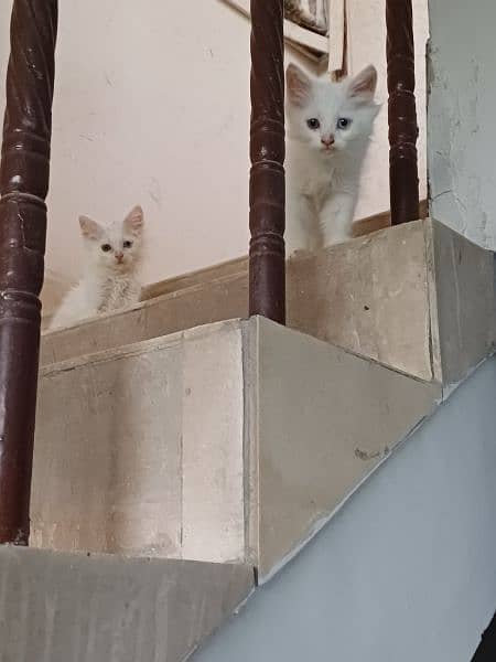 pure white persian kittens availble 12