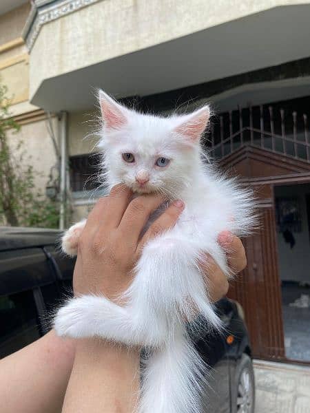 pure white persian kittens availble 13