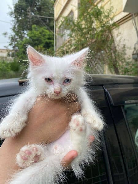 pure white persian kittens availble 14