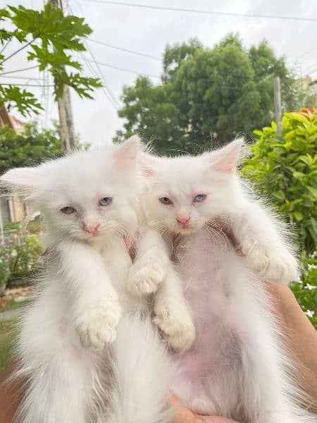 pure white persian kittens availble 15