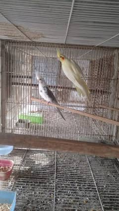 breeder pair for sell