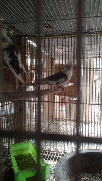 breeder pair for sell 3