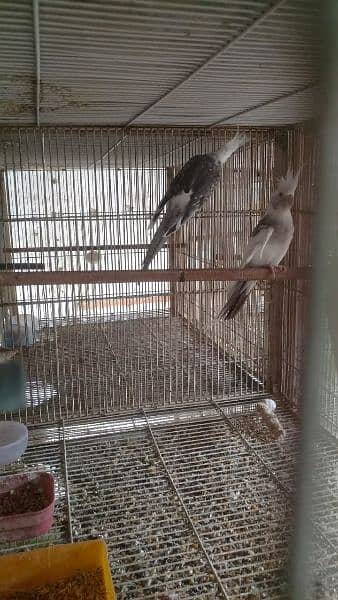 breeder pair for sell 9