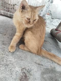 Persian female cat