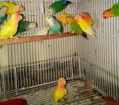 Lovebirds Sale