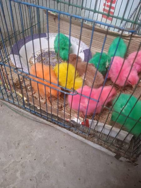 colourful chicks for sale 0