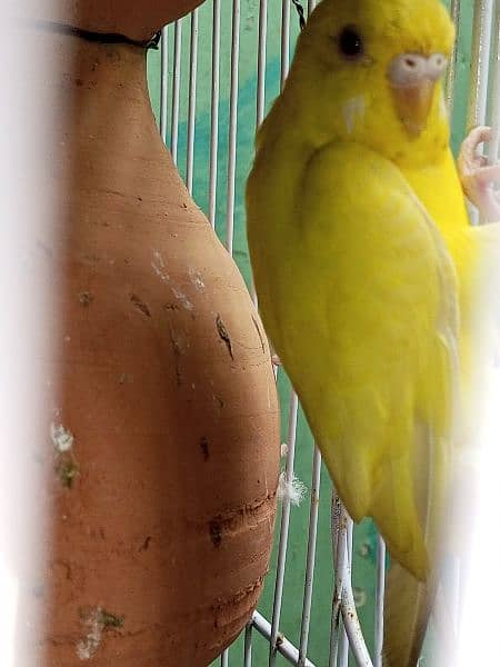 2 pair of budgies parrot 1