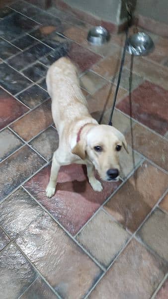 Labrador retriever pedigree 8 months 0