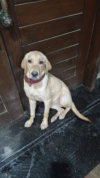 Labrador retriever pedigree 8 months 2