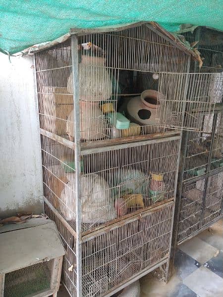 BIRD CAGE 4