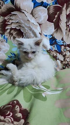 Persian cat