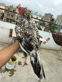 kurak murgi, coco aseel, mianwali aseel, mushka aseel and chicks