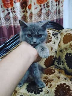 Persian Female for sale