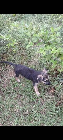 German Shepherd for sale