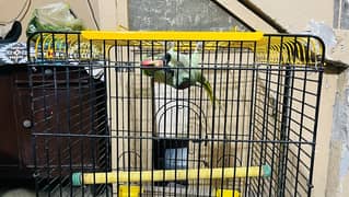 Raw parrot for sale hand tamed